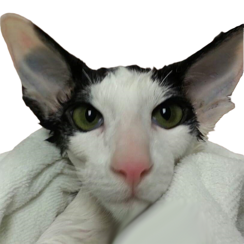 Starting at 10:00 AM, spend the morning learning about dog behavior, spotting problems before they progress, keeping the dog calm and teaching it to accept grooming. Starting at 1:00 pm, the afternoon will be all about cats. Cats are very different from dogs, keeping the cat calm and cooperative, then tools and techniques to use.