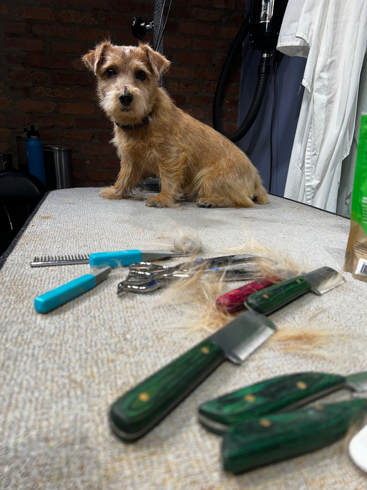 Learn the foundations to hand strip wire coats. This skills seminar covers the techniques used to hand strip wire coats including terriers and mixed terrier breeds. Work with Lisa Herbold, Professional Pet Groomer, Competitor in Hand Stripping and Terrier owner. She will be working with a live terrier for demonstration purposes. Students will learn these skills with hands-on skill practice.