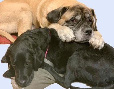 The Development of Dogs and AKC Dog Breeds