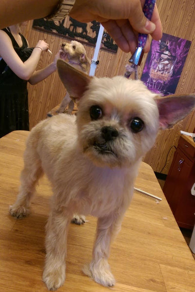How do I become a Professional Dog and Cat Groomer?