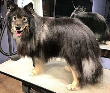Why You Should Condition a Dog or Cat After Every Bath?