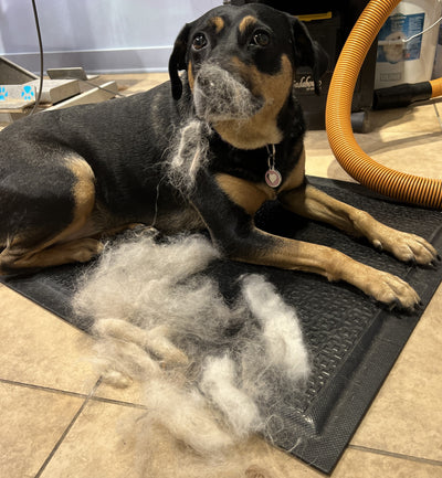 Professional pet groomers should not use a velocity dryer on a dirty double coated dog before the bath.  It's unhealthy for everyone and creates more work.