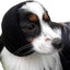 Happy Hoodie® Singles Pet Calming Bands in Black