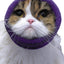 Happy Hoodie® Singles Pet Calming Bands in Purple