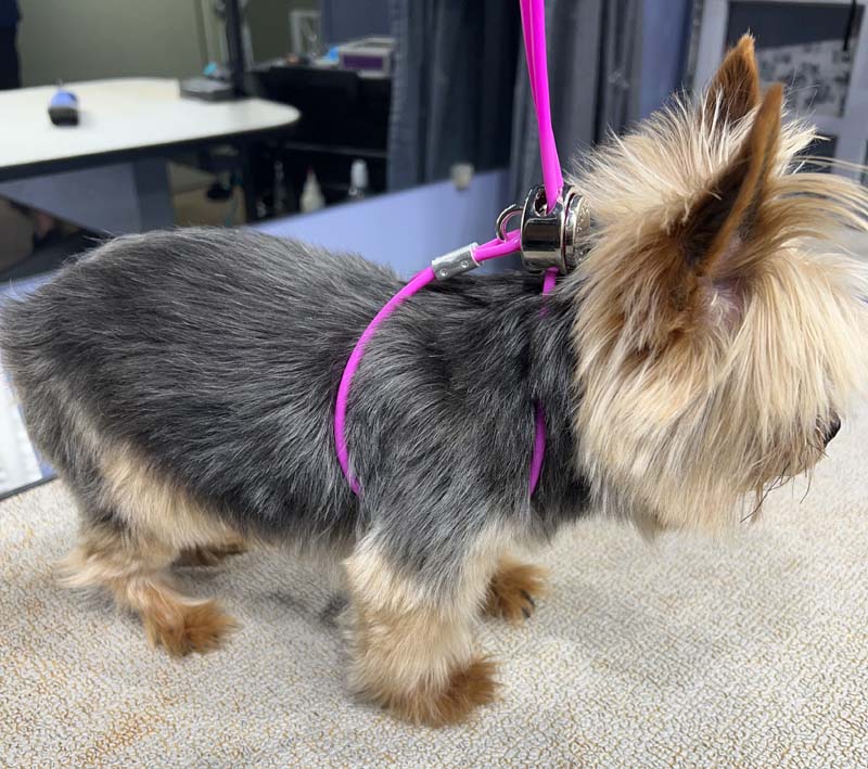 All for Groomers shown on senior yorkshire terrier under three pounds.