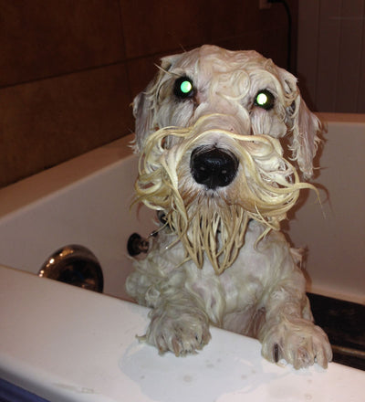 Seminar Theory of Bathing with Live Demo