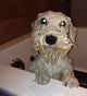 Seminar Theory of Bathing with Live Demo