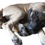 This in-person seminar series with Lisa Herbold, and Sheryl Woods focuses on animal handling in the pet grooming environment.

Starting at 10:00 AM, spend the morning learning about dog behavior, spotting problems before they progress, keeping the dog calm and teaching it to accept grooming. Starting at 1:00 pm, the afternoon will be all about cats. Cats are very different from dogs, keeping the cat calm and cooperative, then tools and techniques to use.