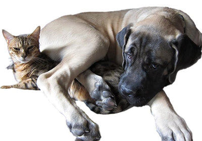 This in-person seminar series with Lisa Herbold, and Sheryl Woods focuses on animal handling in the pet grooming environment.

Starting at 10:00 AM, spend the morning learning about dog behavior, spotting problems before they progress, keeping the dog calm and teaching it to accept grooming. Starting at 1:00 pm, the afternoon will be all about cats. Cats are very different from dogs, keeping the cat calm and cooperative, then tools and techniques to use.