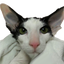Starting at 10:00 AM, spend the morning learning about dog behavior, spotting problems before they progress, keeping the dog calm and teaching it to accept grooming. Starting at 1:00 pm, the afternoon will be all about cats. Cats are very different from dogs, keeping the cat calm and cooperative, then tools and techniques to use.