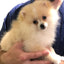 Starting at 10:00 AM, spend the morning learning about dog behavior, spotting problems before they progress, keeping the dog calm and teaching it to accept grooming. Starting at 1:00 pm, the afternoon will be all about cats. Cats are very different from dogs, keeping the cat calm and cooperative, then tools and techniques to use.