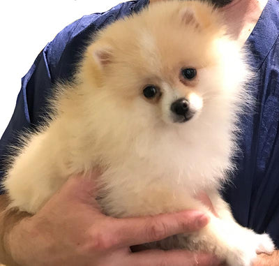 Starting at 10:00 AM, spend the morning learning about dog behavior, spotting problems before they progress, keeping the dog calm and teaching it to accept grooming. Starting at 1:00 pm, the afternoon will be all about cats. Cats are very different from dogs, keeping the cat calm and cooperative, then tools and techniques to use.
