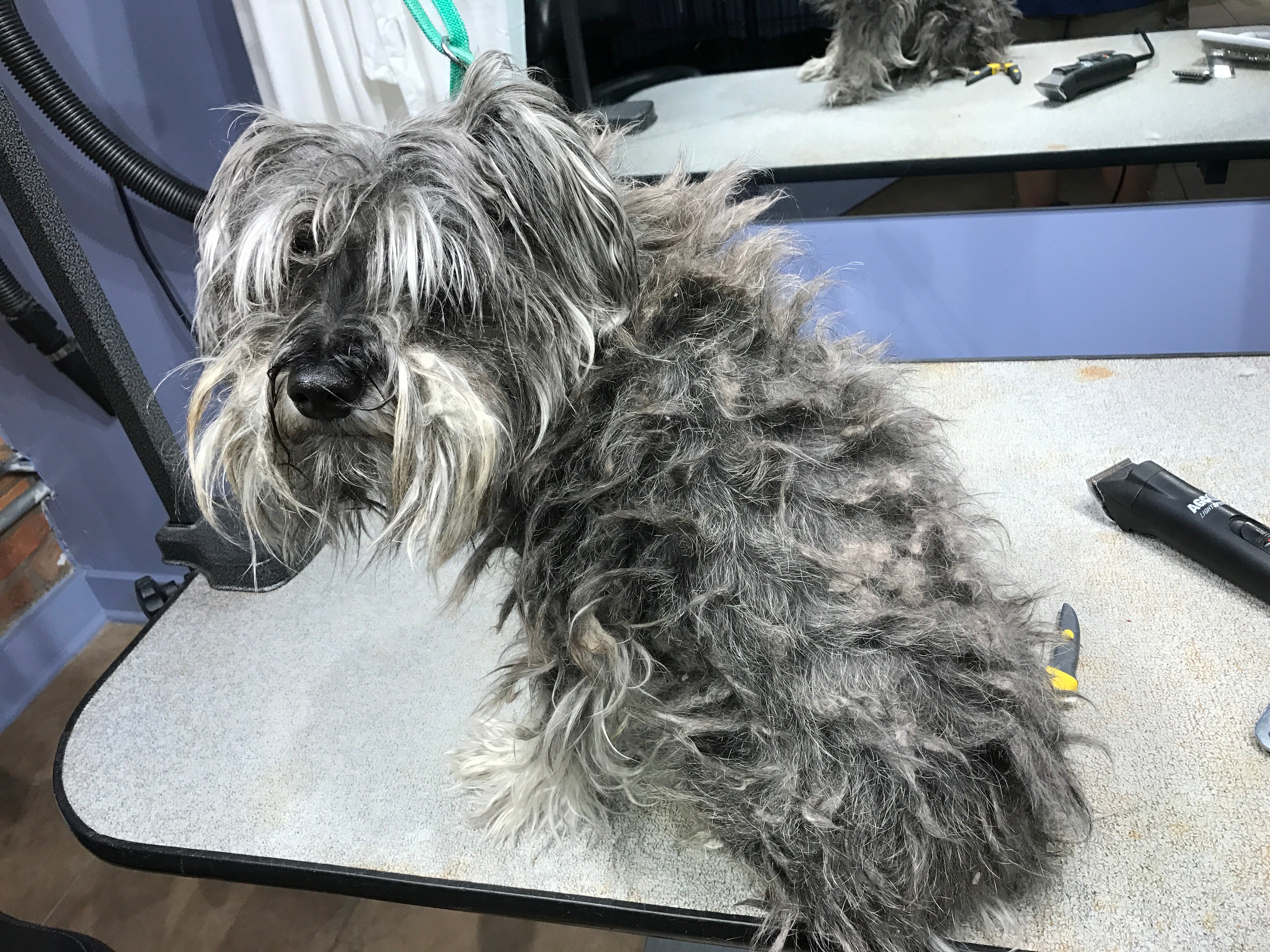 matted schnauzer sitting on grooming table before groom showing example of pelted coat.