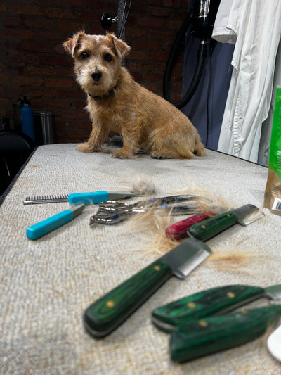 Learn the foundations to hand strip wire coats. This skills seminar covers the techniques used to hand strip wire coats including terriers and mixed terrier breeds. Work with Lisa Herbold, Professional Pet Groomer, Competitor in Hand Stripping and Terrier owner. She will be working with a live terrier for demonstration purposes. Students will learn these skills with hands-on skill practice.