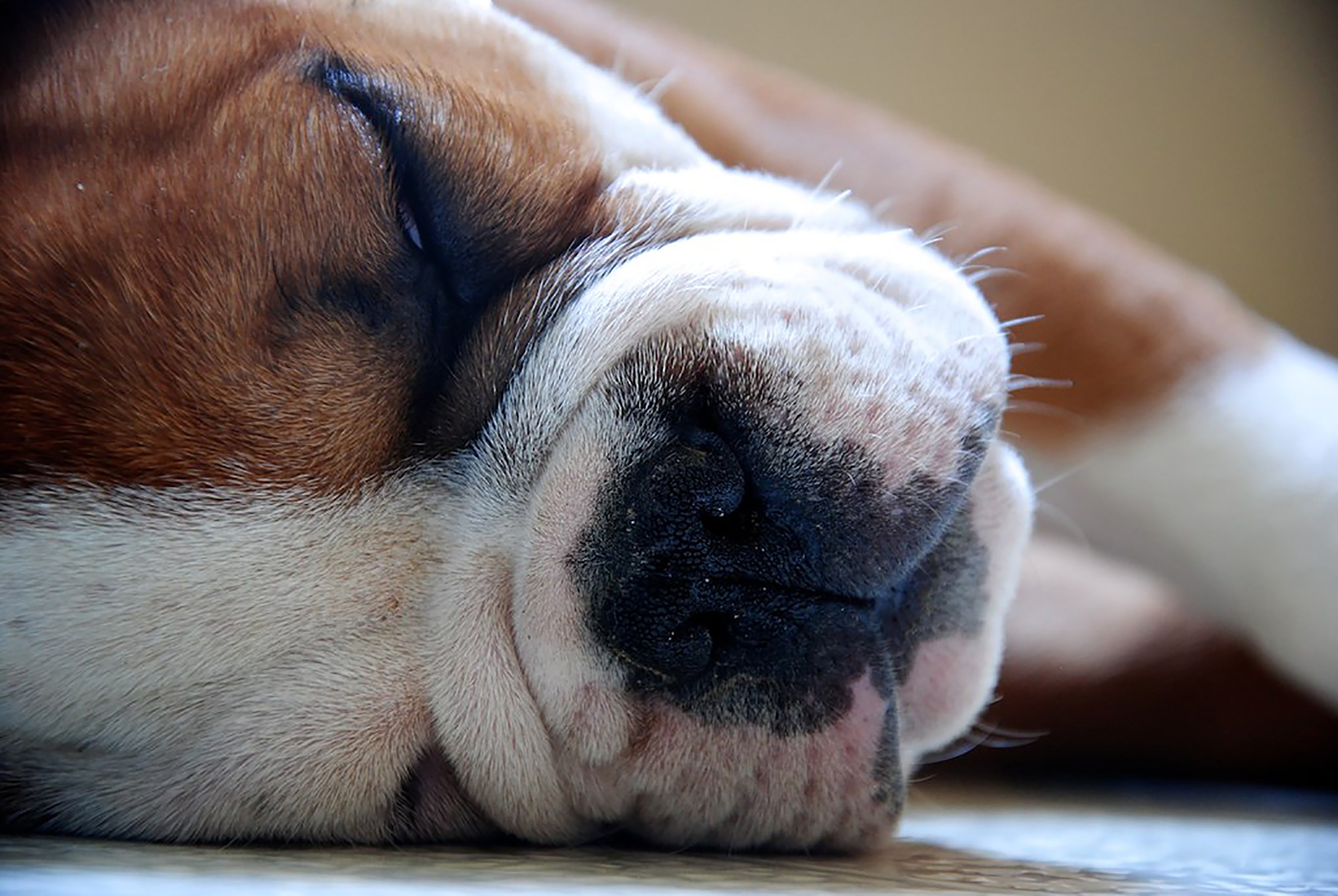 close-up-of-a-sleeping-dog-on-white-floor_by_Sarah_Blocksidge_from_Burst