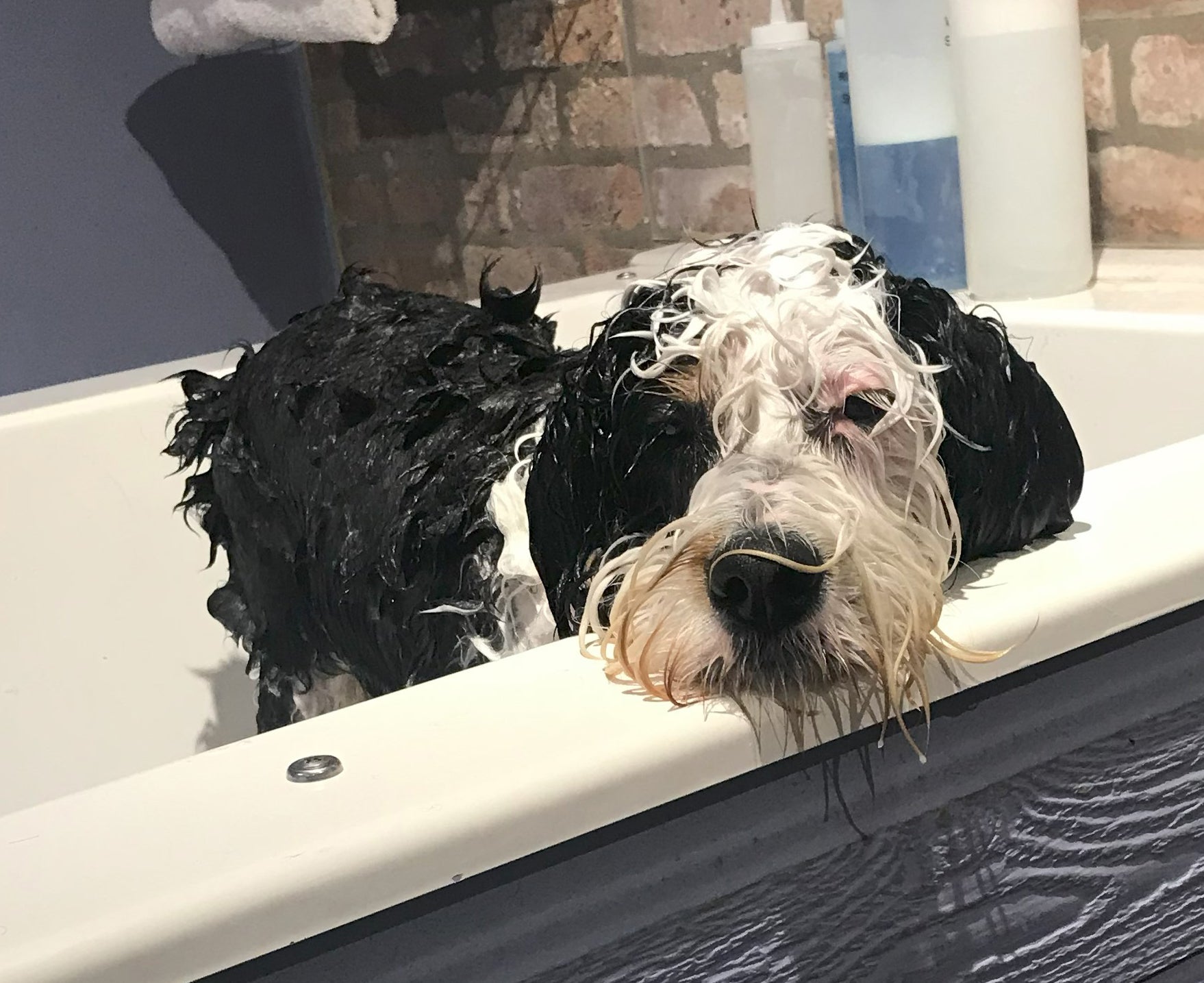 In this class you learn pet skin and coat fundamentals including the anatomy of the skin and coat, the needs of various coat lengths, understand the uses and ingredients of shampoo and conditioner, and how to read an ingredient deck to choose the most suitable products to use. dog in tub